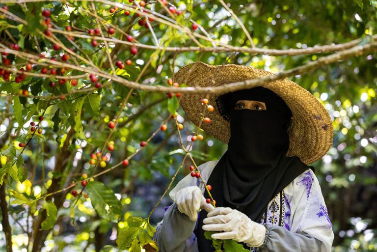 Preserving coffee cultivation amidst climate change in Yemen: A legacy in every bean