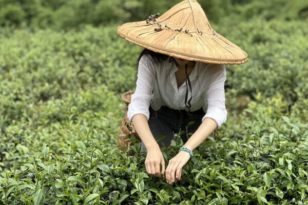 A Faint Hint of Jasmine: Memoirs of a Taiwanese Tea Table